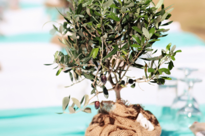 Olivenbaum Zimmerpflanze