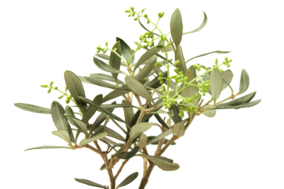 Olivenbaum pflanzen