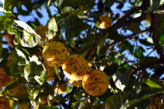 Orangenbaum Krankheiten