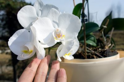 Orchidee reizend