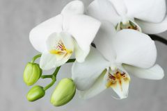 Orchidee im glas mit gelkugeln - Wählen Sie unserem Testsieger