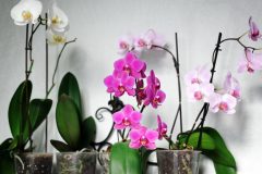Die Top Auswahlmöglichkeiten - Finden Sie bei uns die Led orchidee entsprechend Ihrer Wünsche