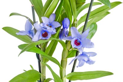 Orchidee Dendrobium Rückschnitt