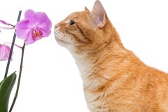 Orchidee giftig für Katzen
