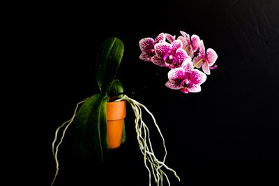 Orchideen Luftwurzeln abschneiden