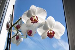 Orchidee Fenster