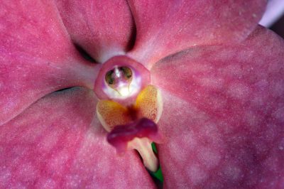 Orchidee Pollen
