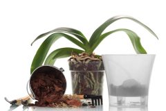 Orchideen Substrat