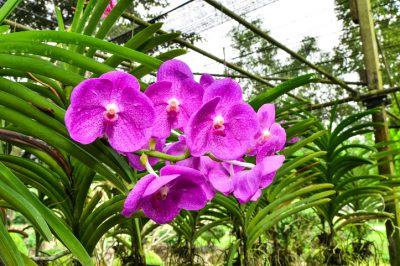 Vanda Orchidee hängen
