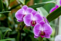Dendrobium kingianum - Bewundern Sie dem Gewinner unserer Tester