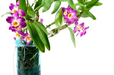 Unsere Top Favoriten - Finden Sie bei uns die Orchidee im glas mit gelkugeln Ihrer Träume