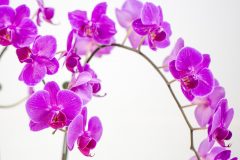Orchidee klebrig