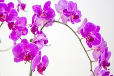 Orchidee klebrig