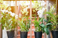 Orchideen lassen Blätter hängen