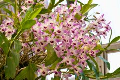 Worauf Sie zuhause bei der Wahl von Dendrobium kingianum achten sollten