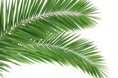 Auf welche Kauffaktoren Sie zuhause bei der Wahl bei Palmenähnliche zimmerpflanze Aufmerksamkeit richten sollten!