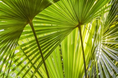 Palmensorten