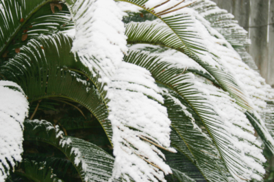 Palmfarn Schnee
