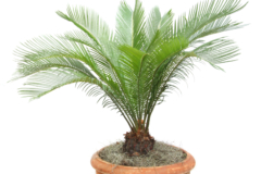 Palmfarn umpflanzen