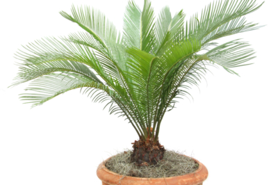 Palmfarn umpflanzen