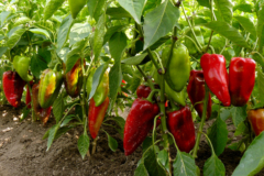 Paprika zimmerpflanze - Die ausgezeichnetesten Paprika zimmerpflanze unter die Lupe genommen