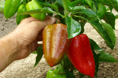 Welche Punkte es vor dem Kauf die Paprika zimmerpflanze zu analysieren gilt!