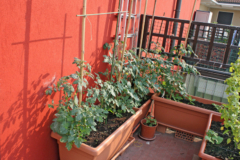 Paprika pflanzen Balkon