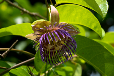 Passiflora Krankheiten