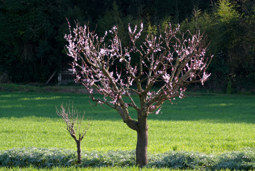 10 Stück Pfirsichsamen Süße saftige mehrjährige Erbstücksfrüchte Einfach zu pflanzen für Gärtner Hausgartenpflanzung Beliebter Obstbaum 