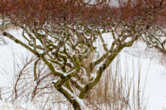 Pfirsichbaum winterhart