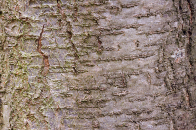 Pflaumenbaum Alter