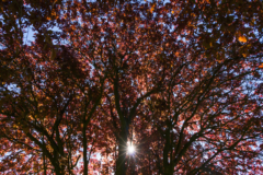 Pflaumenbaum mit roten Blättern