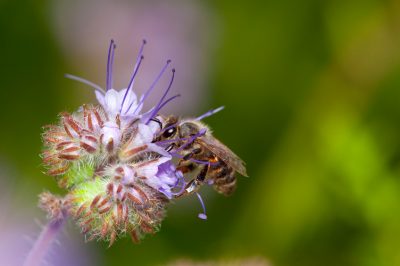 Auf was Sie als Käufer vor dem Kauf bei Bienenweide phacelia achten sollten!