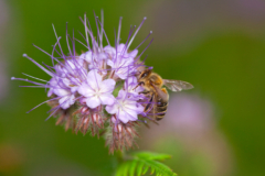  Rangliste der qualitativsten Bienenweide phacelia