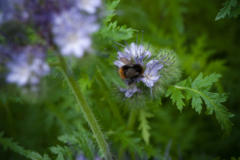 Bienenweide phacelia - Wählen Sie dem Gewinner der Redaktion