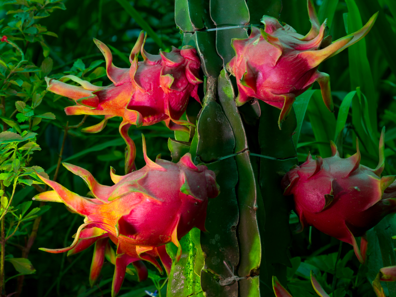 200stk 4 Arten Mix Pitaya Drachenfrucht Samen Duftenden Kaktus Selten Exotisch s 