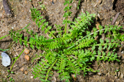 Erodium pflanzen