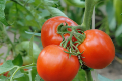 Resistente Tomatensorten