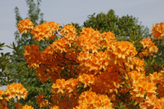 Rhododendron Dünger