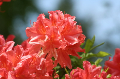 Rhododendron Schädlinge