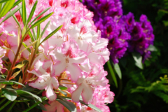 Rhododendron Sorten und Arten
