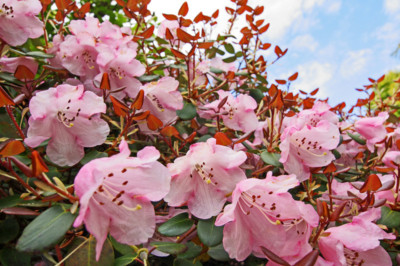 Rhododendron Standort