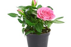 Rose Topfpflanze