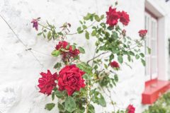  Zusammenfassung unserer qualitativsten Rosenbusch pflanzen