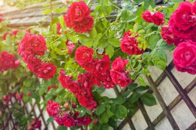 Rosenspalier Eigenbau
