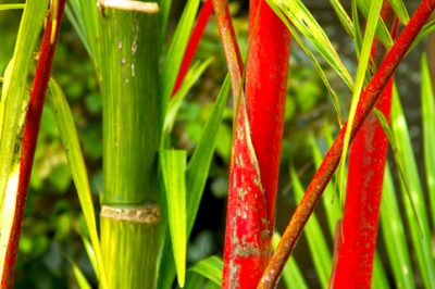 Roter Bambus gießen