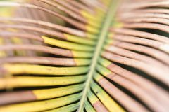 Palmfarn gelbe Blätter