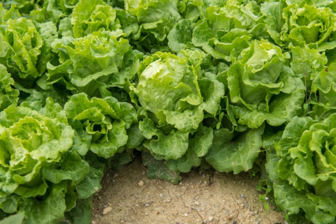 Salat pflanzen » Von der Aussaat bis zur Er
nte