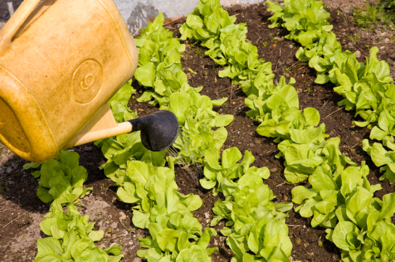 Salat pflanzen » Von der Aussaat bis zur Ernte