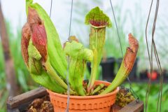 Schlauchpflanze Hybride Pflege